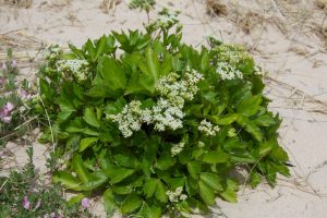 Scots Lovage