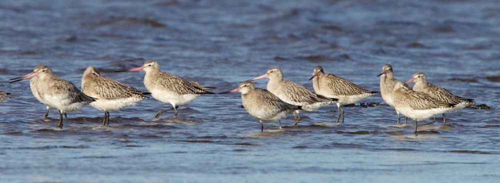Bar-tailed Godwit in winter