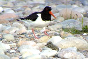 Oystercatcher and chick