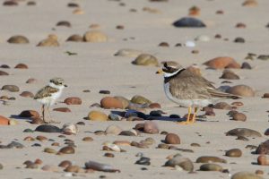 Ringed Plover & chick