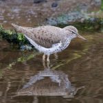 Spotted Sandpiper in Mosset Burn May 2016
