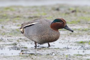 Teal (male)